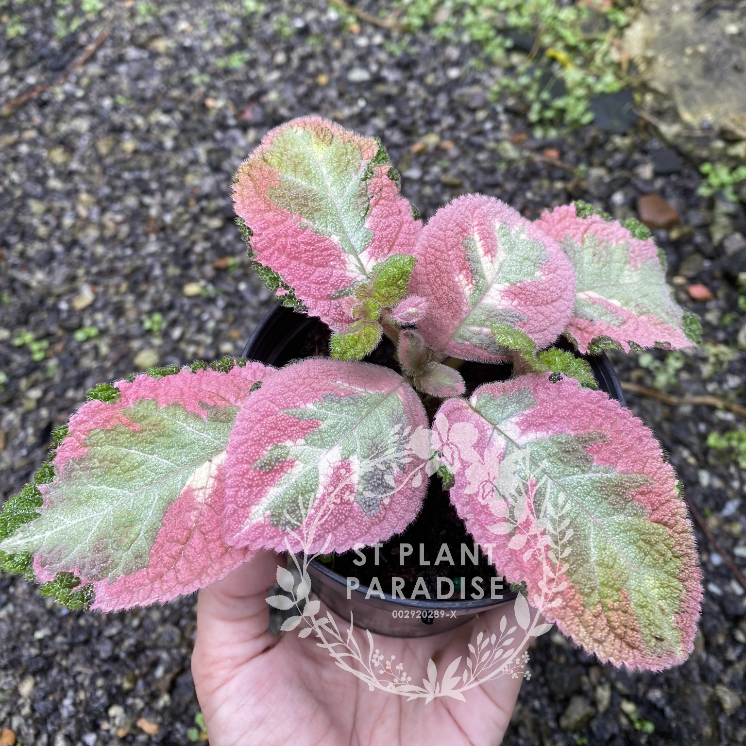 Episcia plants 