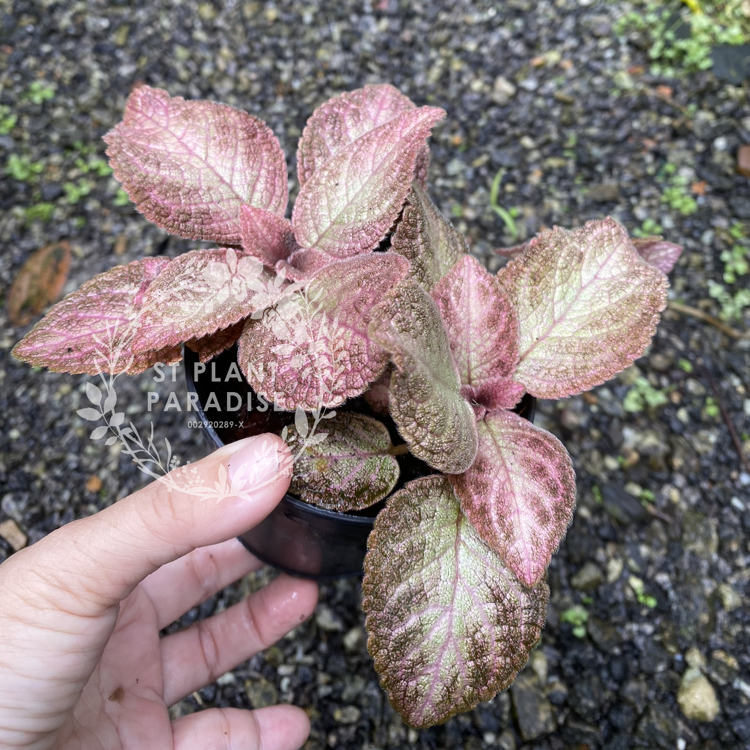 Episcia plants 
