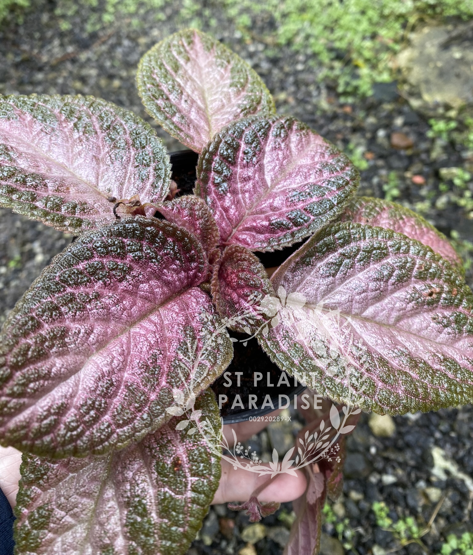 Episcia plants 