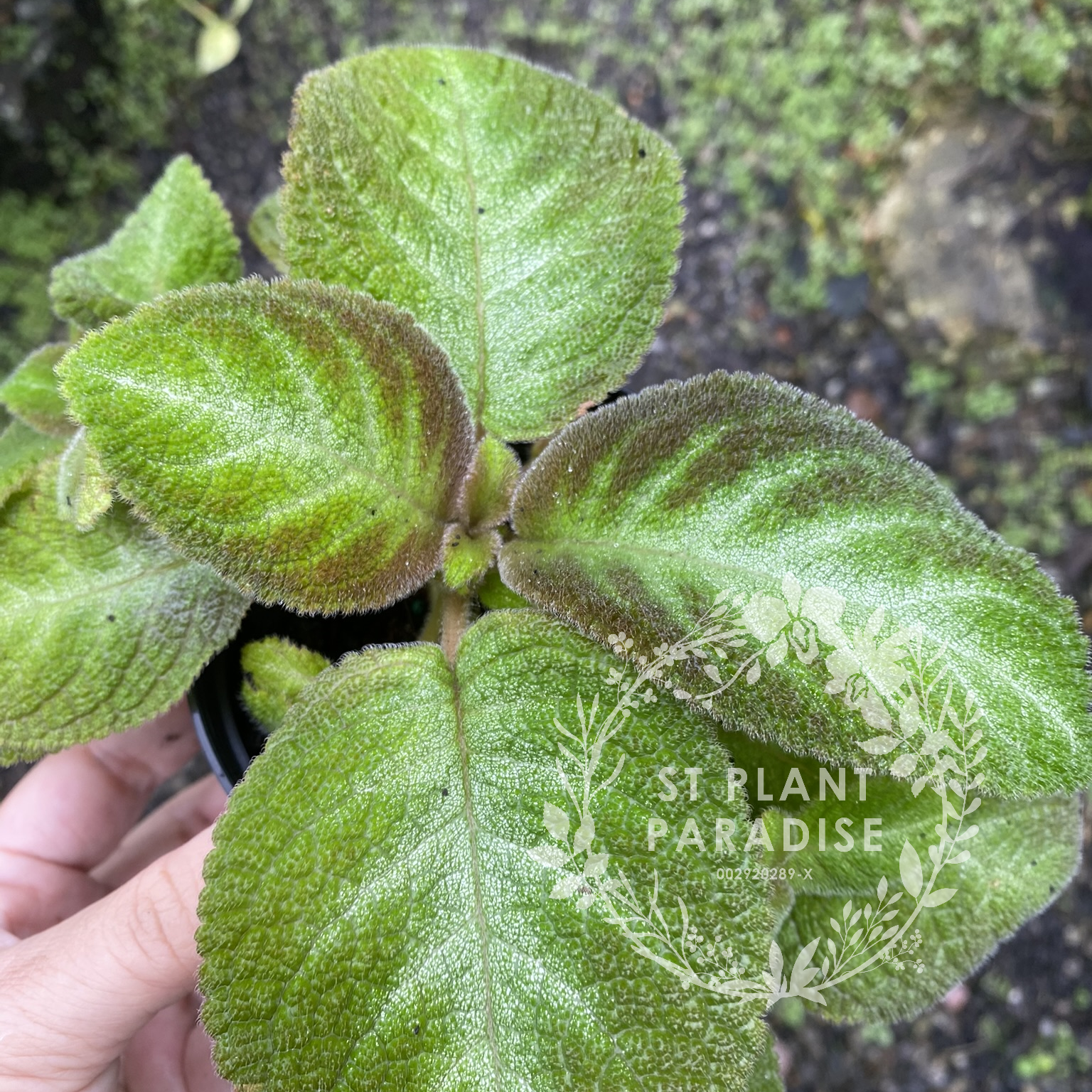 Episcia plants 