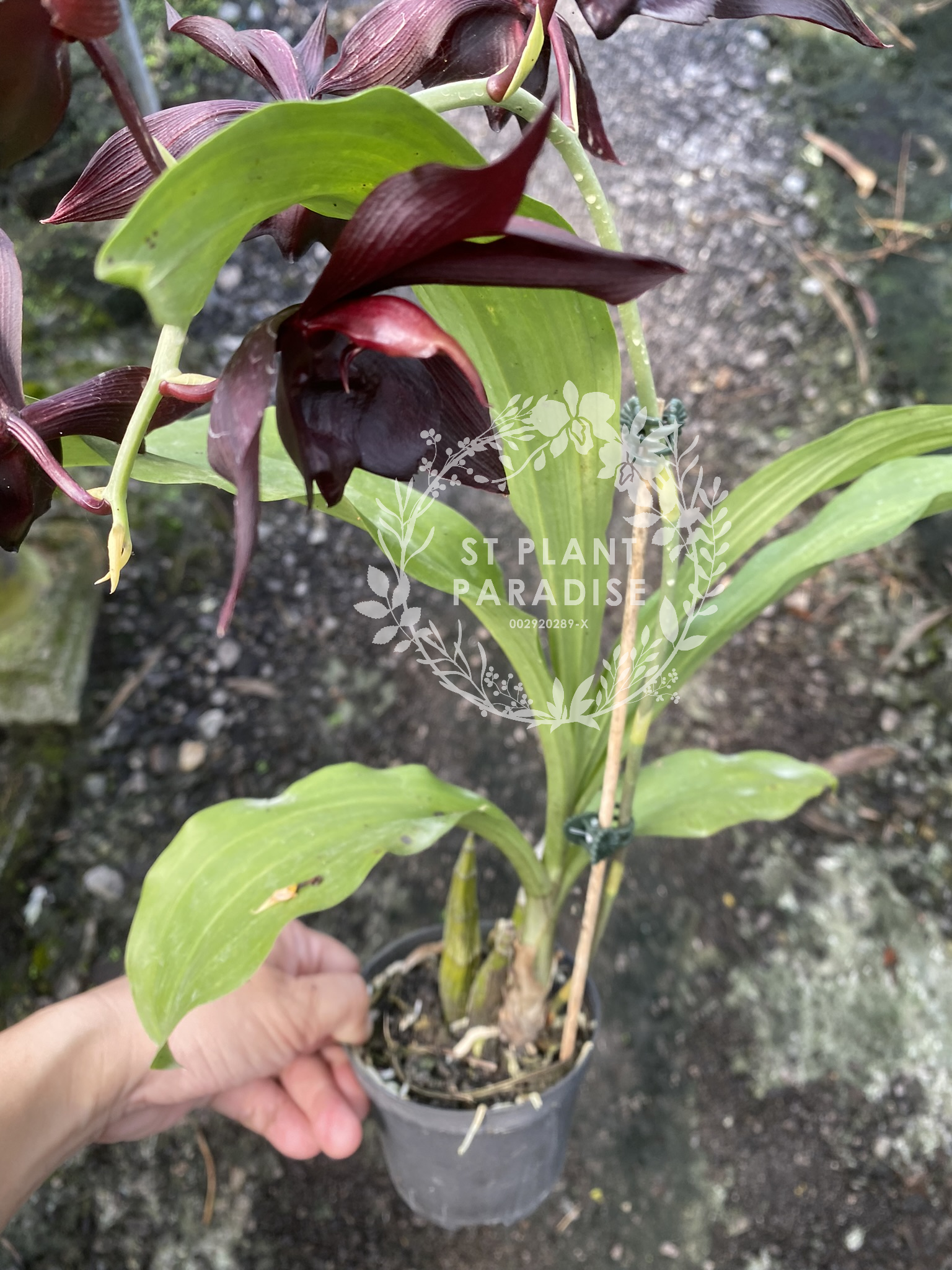 Catasetum Memorial Lum Hon