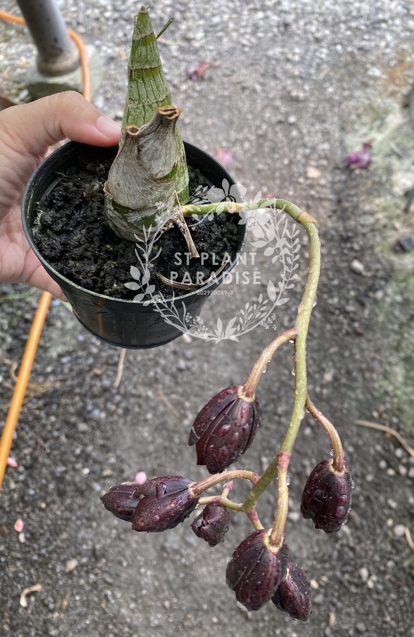 Orchid - Catasetum Fdk After Dark 