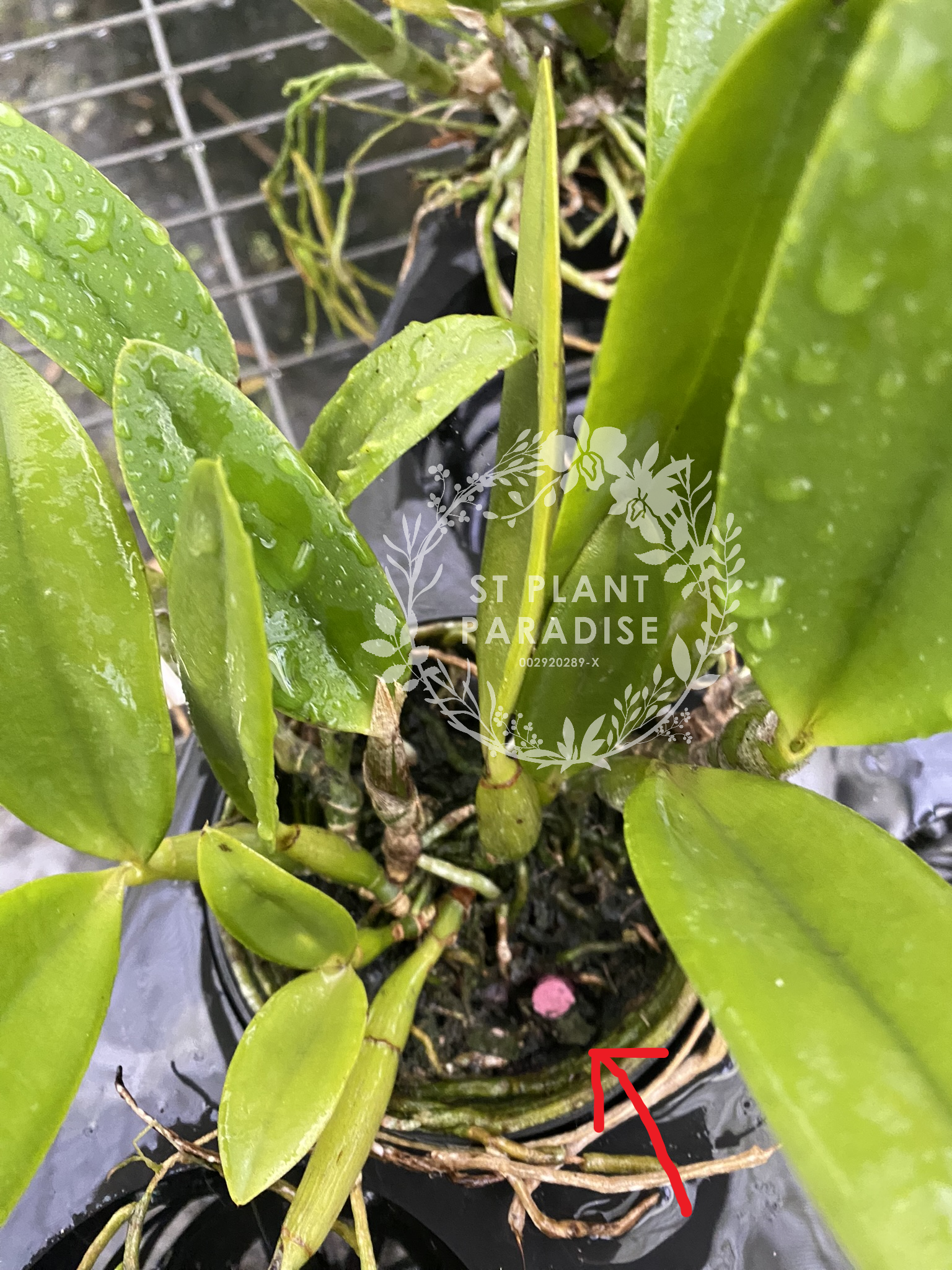 Imported Slow Release Fertilizer Spike (Growing & Flowering) - Orchid & Hoya
