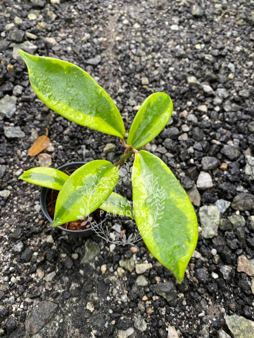 Hoya diversifolia variegated