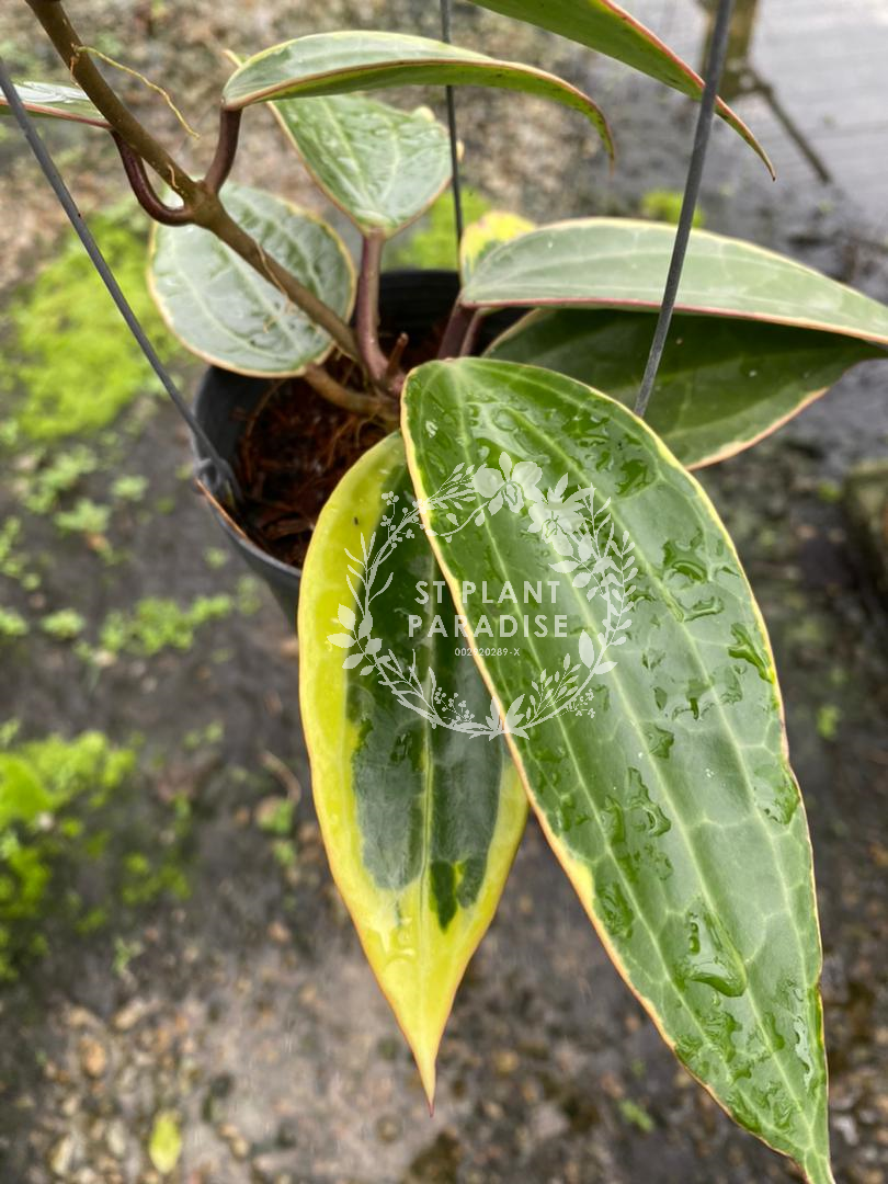 Hoya latifolia var macrophylla albo