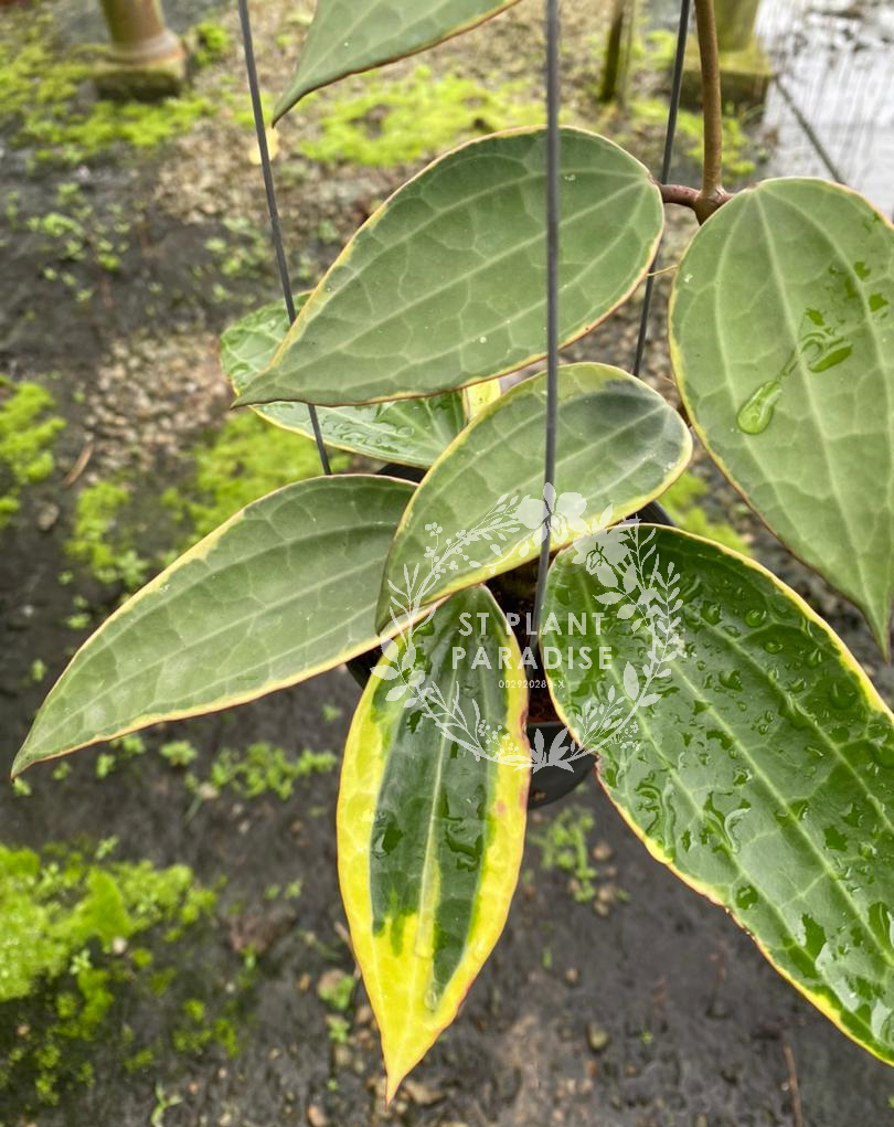 Hoya latifolia var macrophylla albo