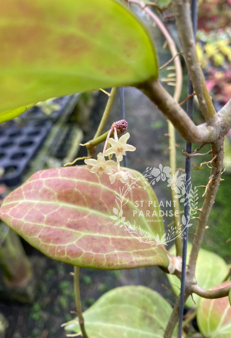 Hoya quinquenervia