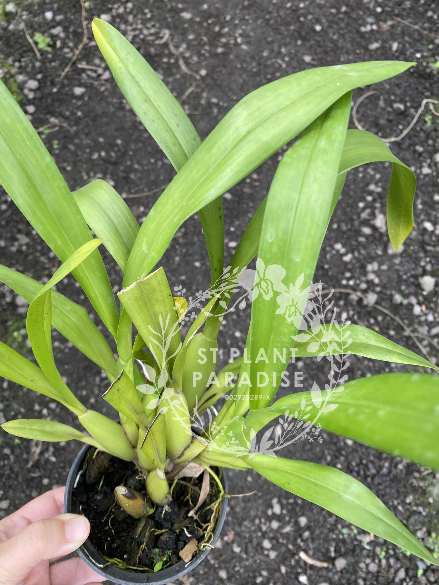 Orchid - Bratonia Charles M.Fitch Izumi