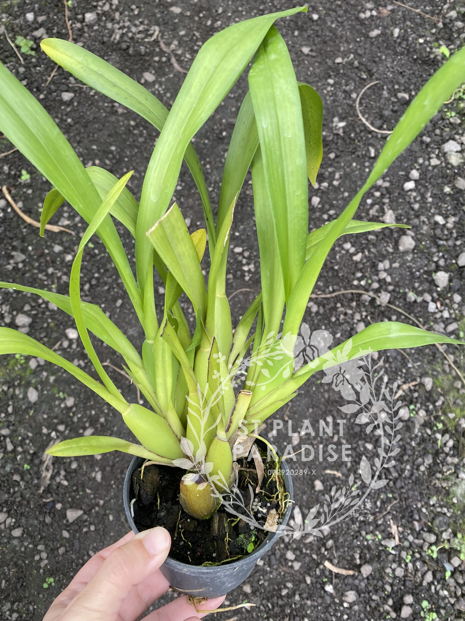 Orchid - Bratonia Charles M.Fitch Izumi