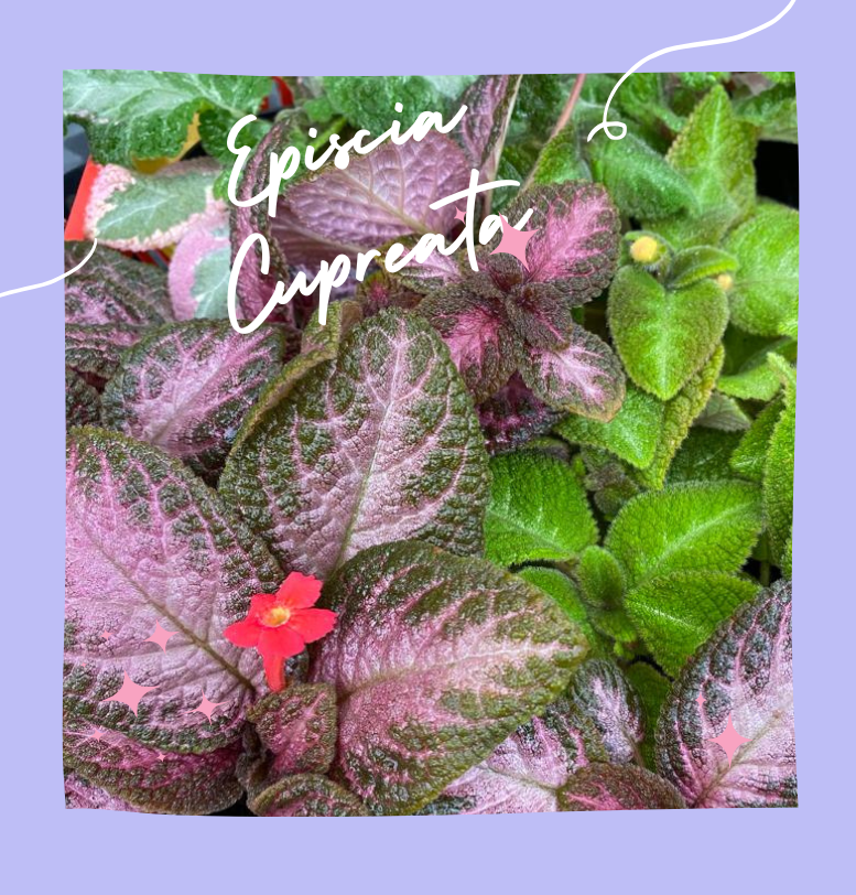 Episcia plants 