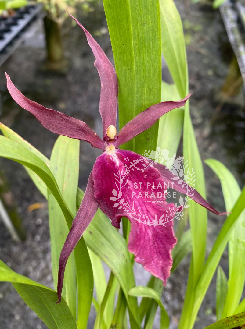 Orchid - Miltassia Royal Robe (Miltassia/ oncidium orchid)