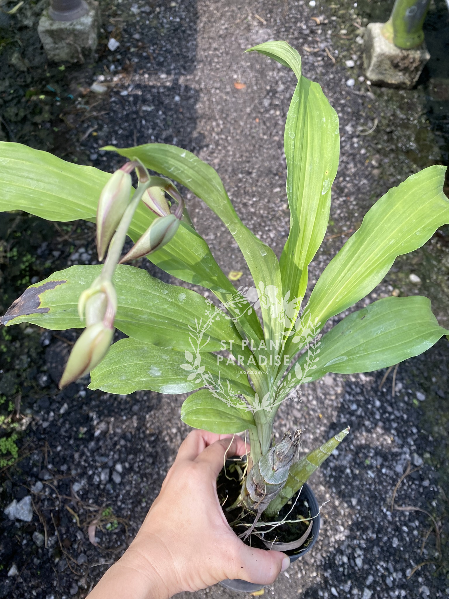 Catasetum Memorial Lum Hon