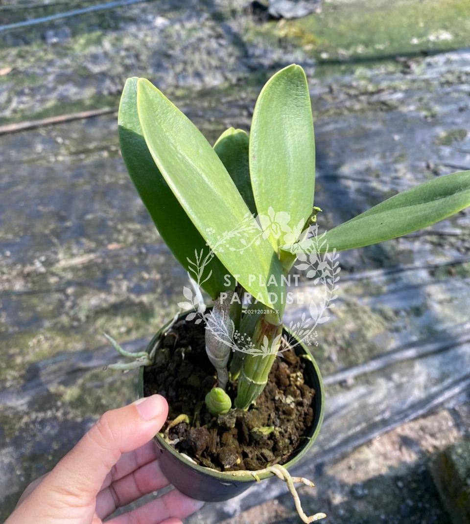 Orchid - Cattleya Fitz Eugene Dixon