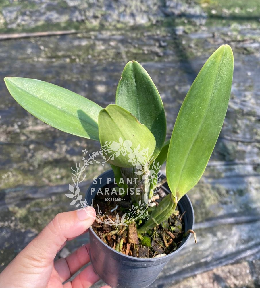 Orchid - Cattleya Fitz Eugene Dixon