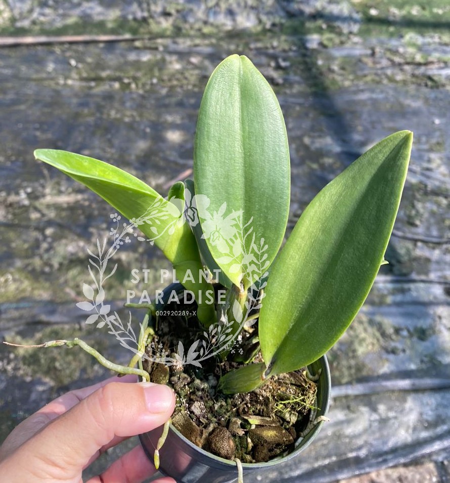 Orchid - Cattleya Fitz Eugene Dixon