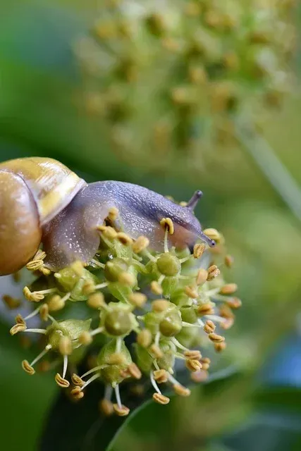 精选商品4-蜗牛