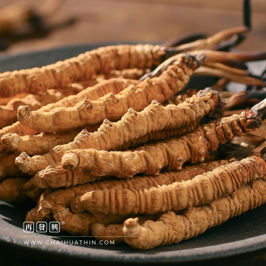 Qing Hai Cordyceps Sinensis 青海冬虫夏草 18g