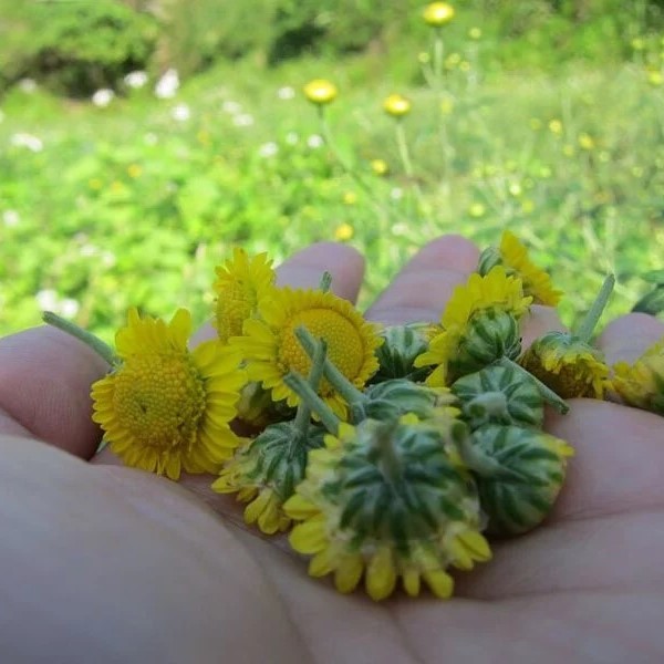 Native Calming Chrysanthemum 花东舒缓小油菊
