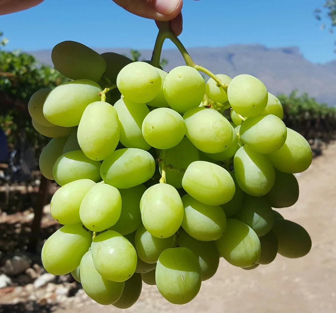 US Sweet Globe Green Seedless Grape
