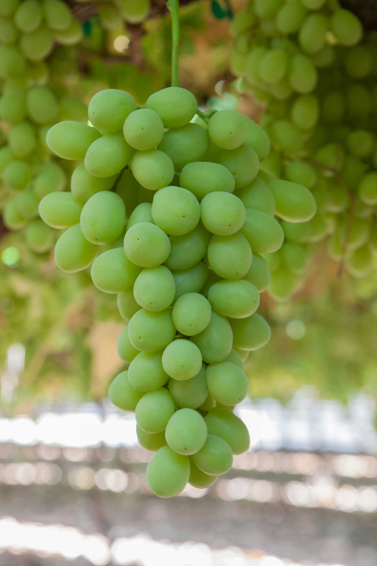 USA Sweet Globe Green Seedless Grapes