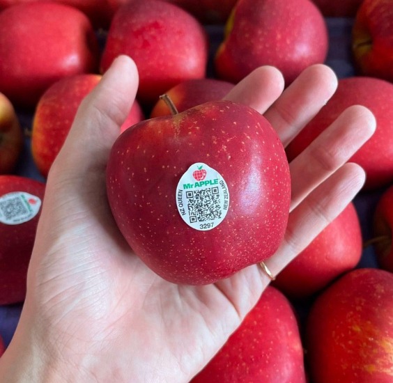 New Zealand Mr Apple  ( 5 pcs )