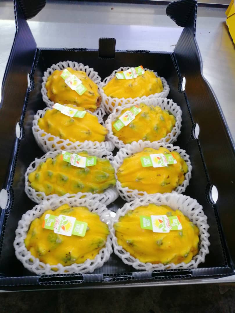 Ecuador Yellow Pitaya 1 ctn