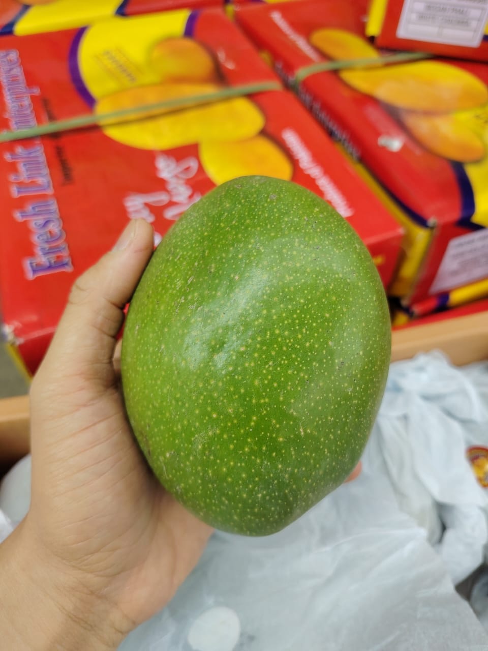 Pakistan Began Phali Mango 1 CTN