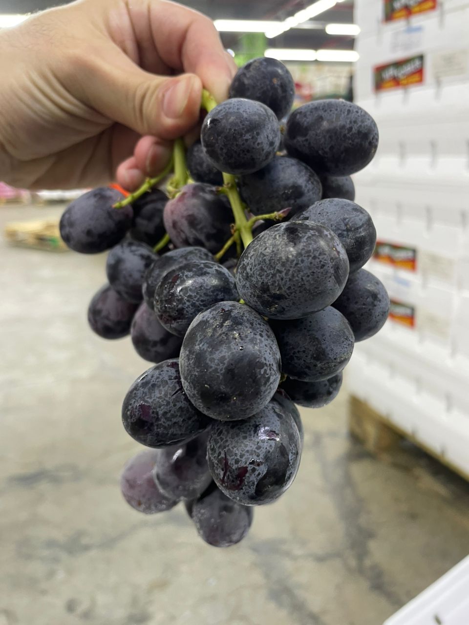 USA ADORA BLACK SEEDLESS GRAPE