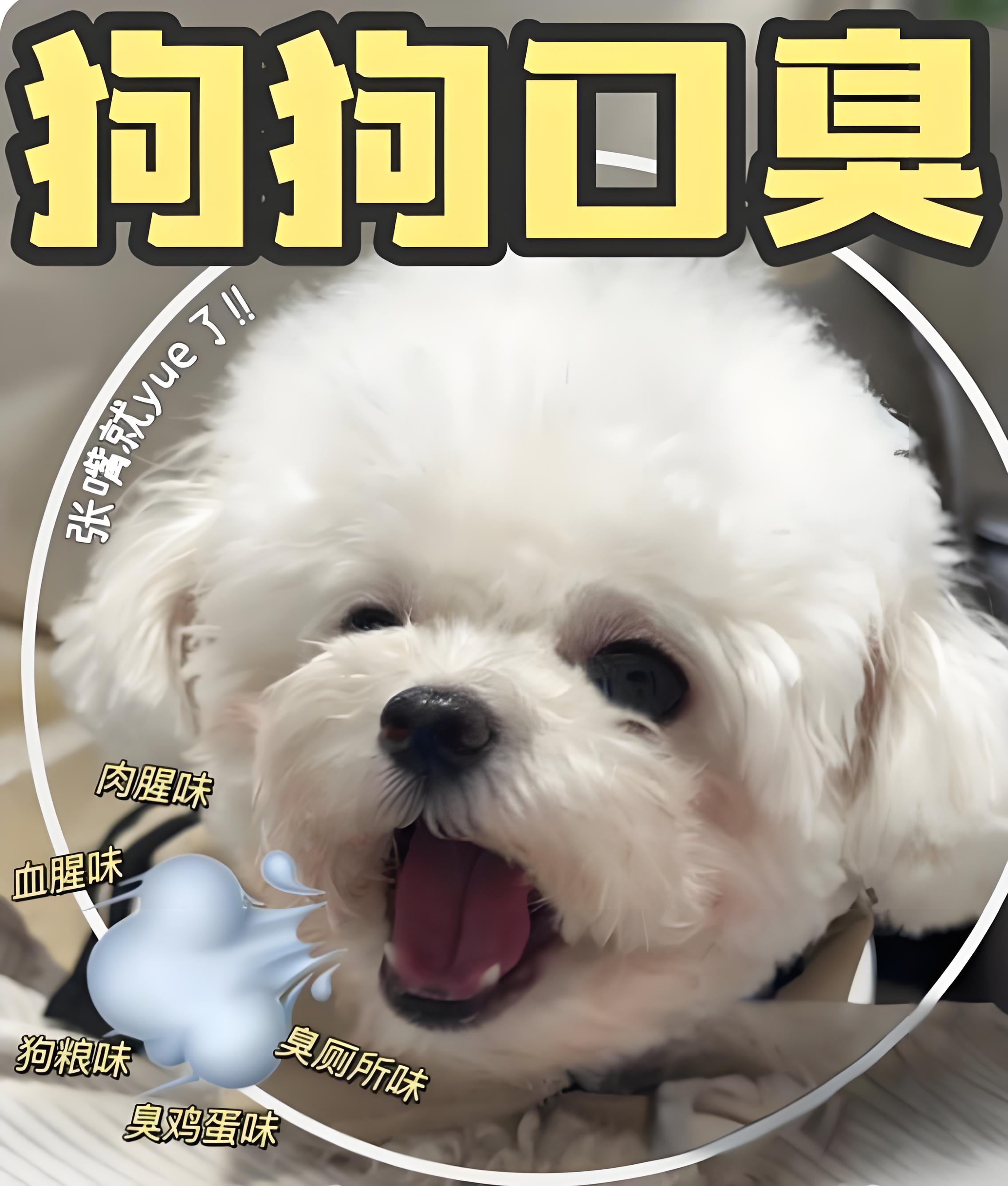 狗狗口臭怎麼辦？全方位指南幫你解決口氣問題