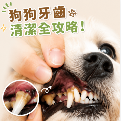 狗狗牙齒清潔