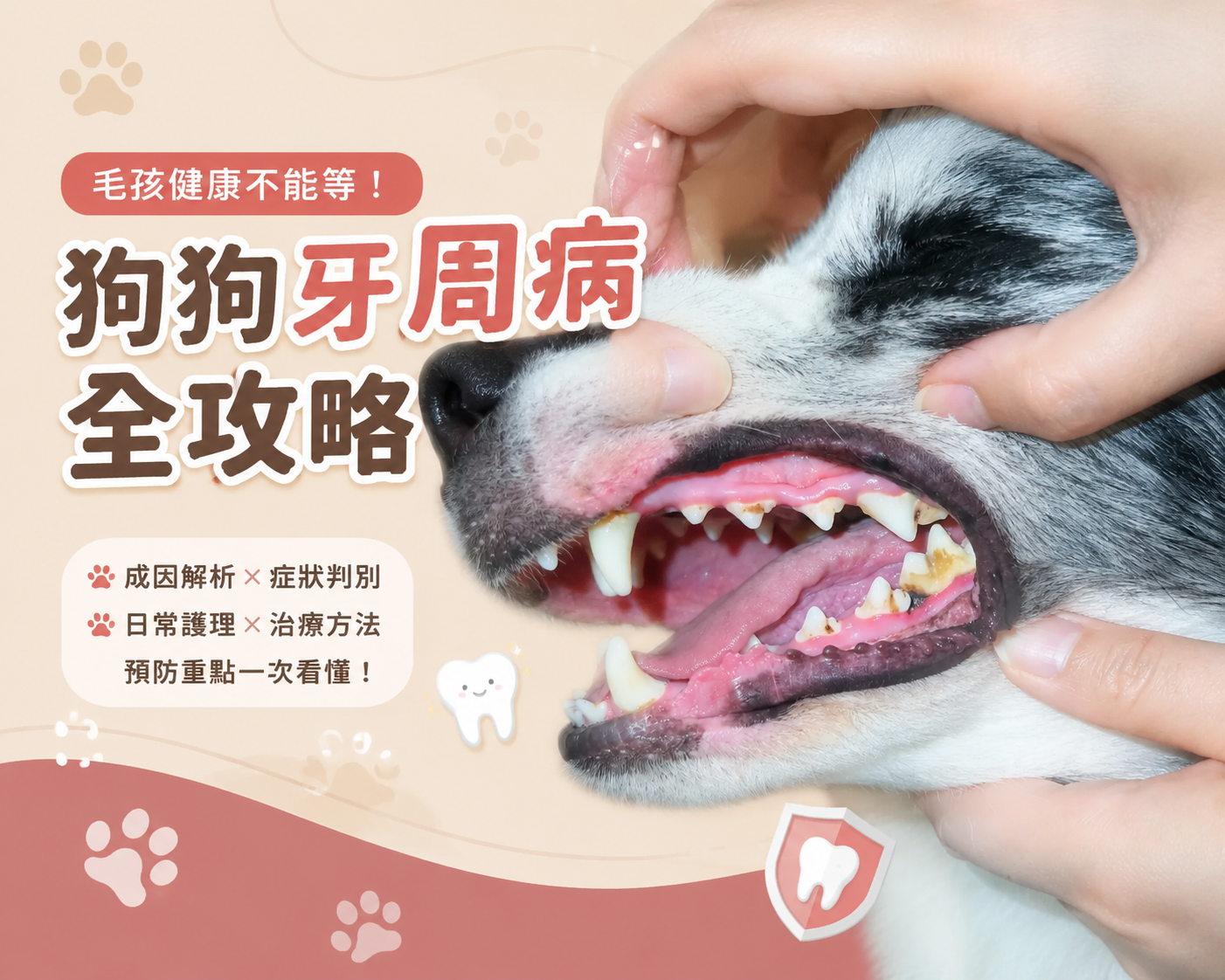 狗狗牙周病