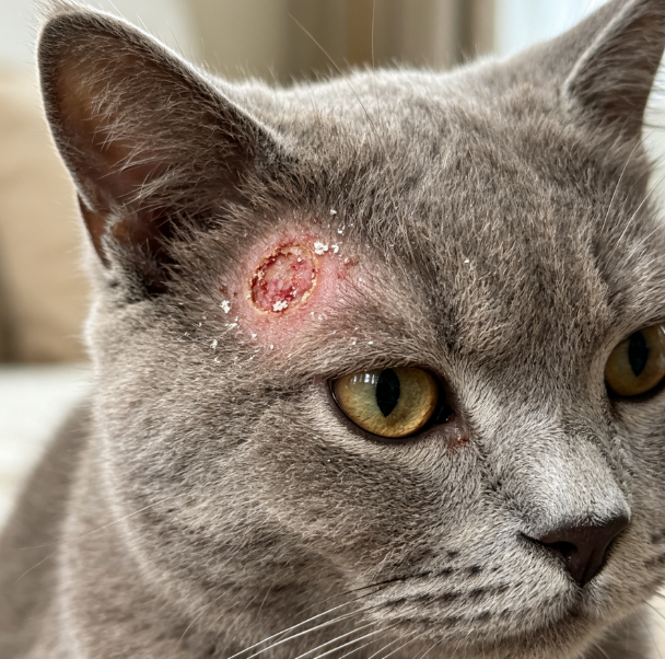 猫藓