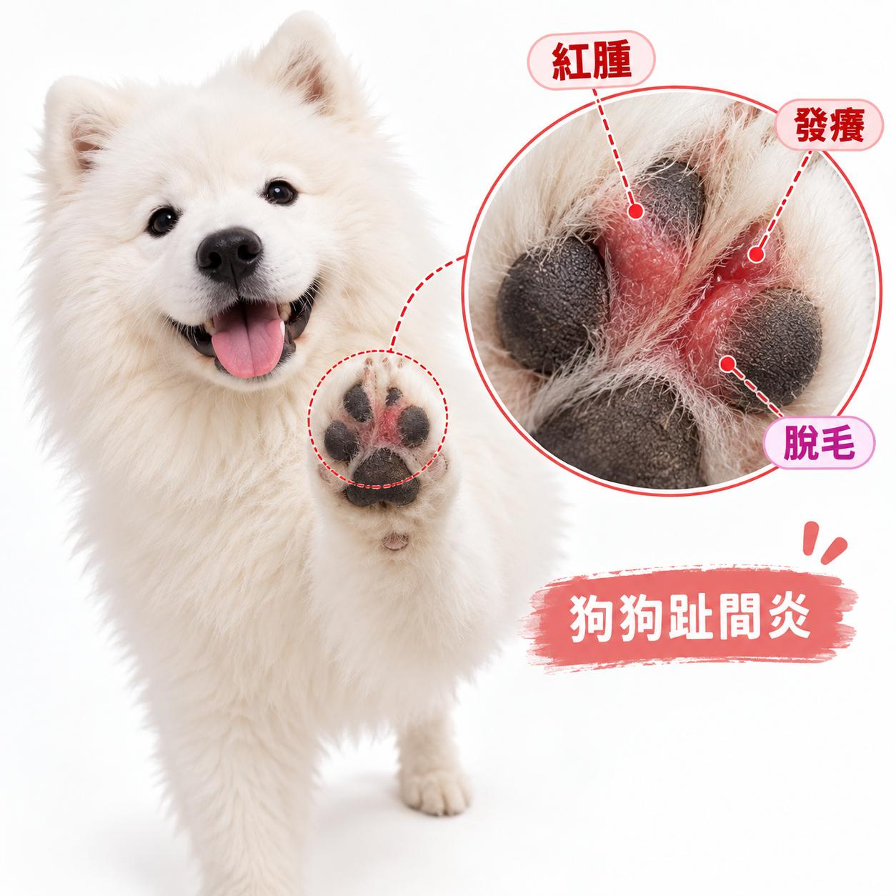 狗狗趾間炎