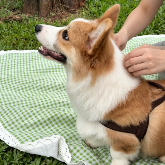 狗狗驅蟲