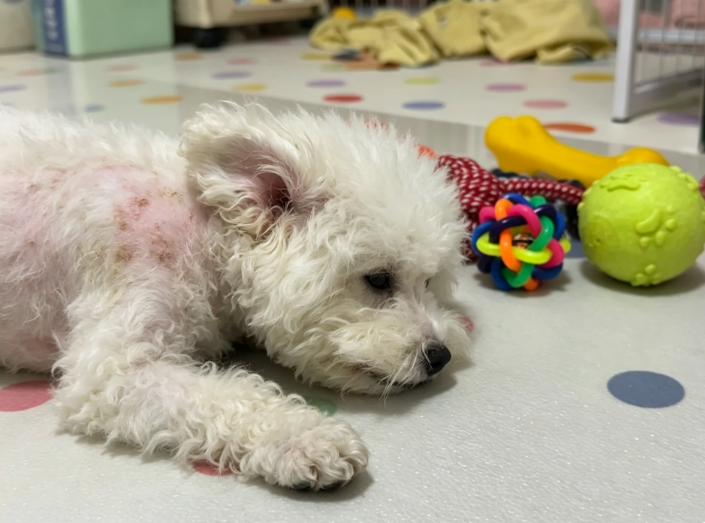 狗狗寄生蟲困擾