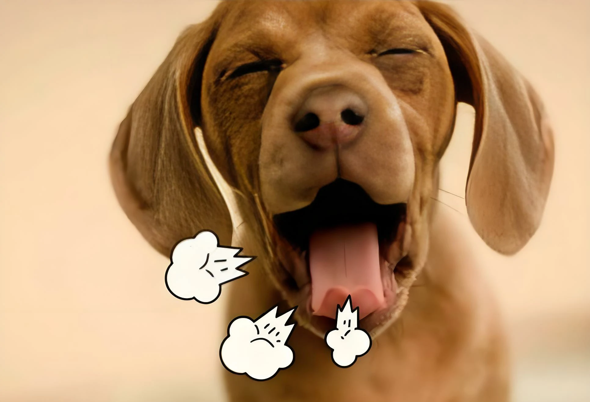 處理狗狗口臭問題