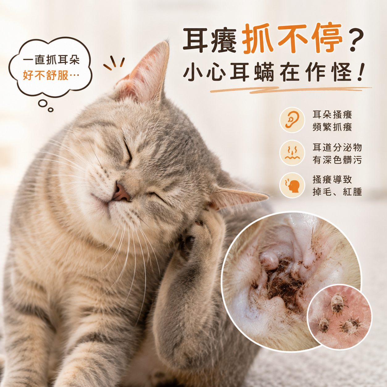 貓咪耳朵癢