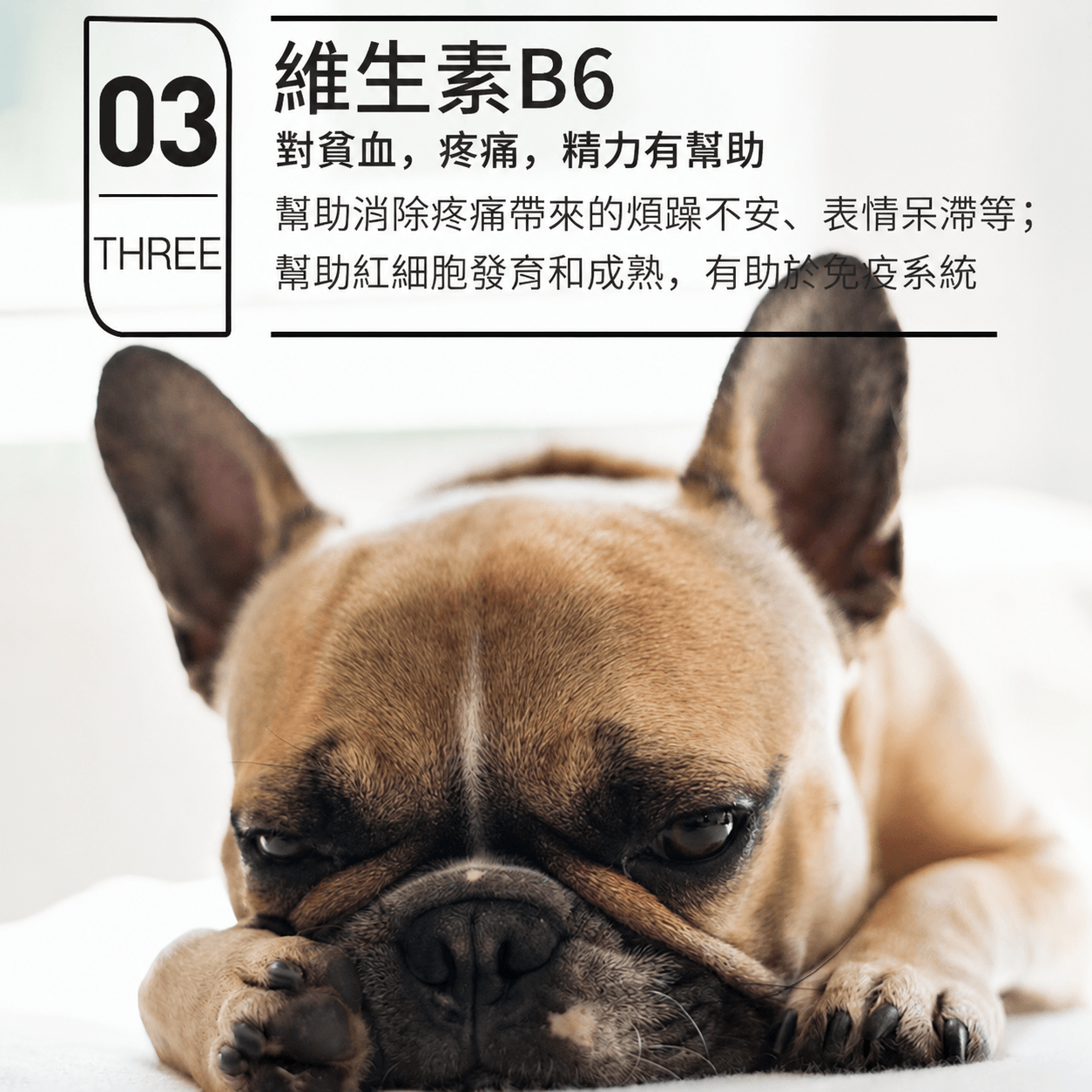 寵物維生素b溶液
