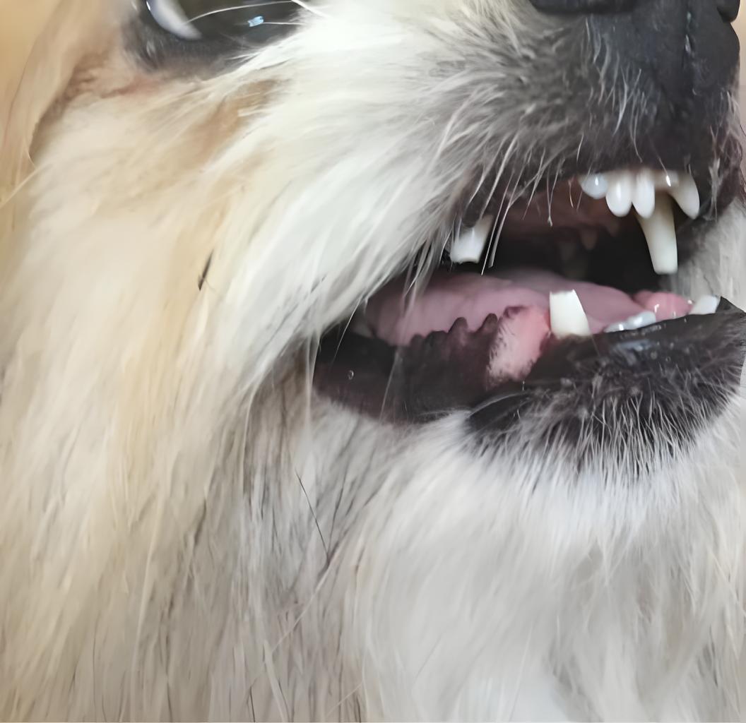 狗狗牙齒問題