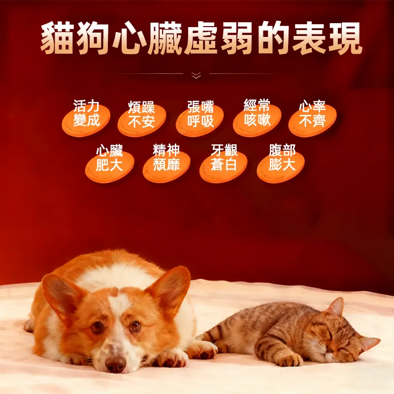 普安特幸保片 輔酶 Q10 狗狗貓咪心臟肥大 保護心肌健康 養護心臟