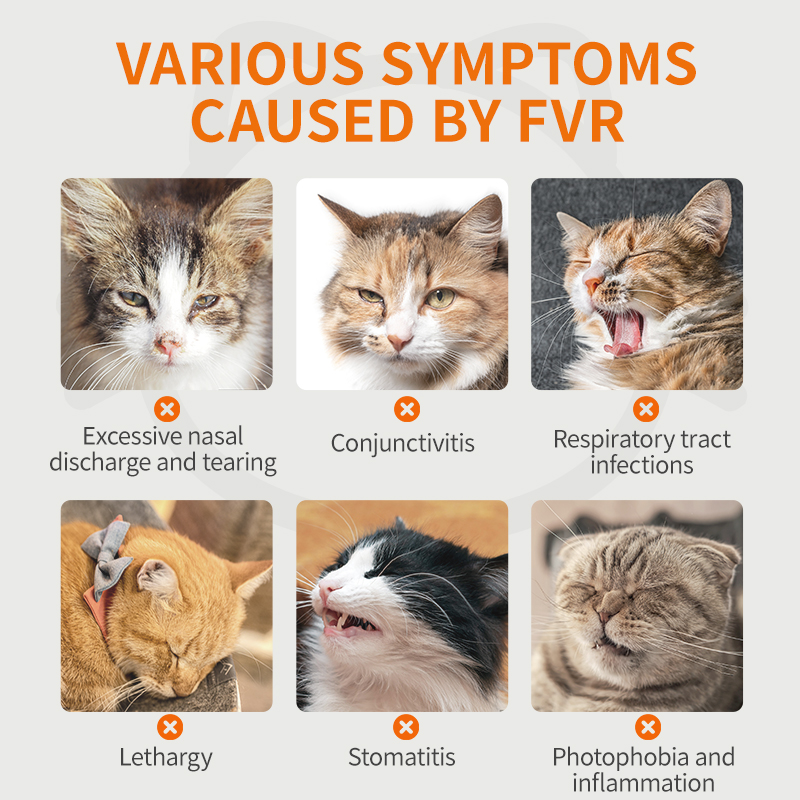 L-Lysine for Cats – Immune Support for Cold, Sneezing, Runny Nose & FVR