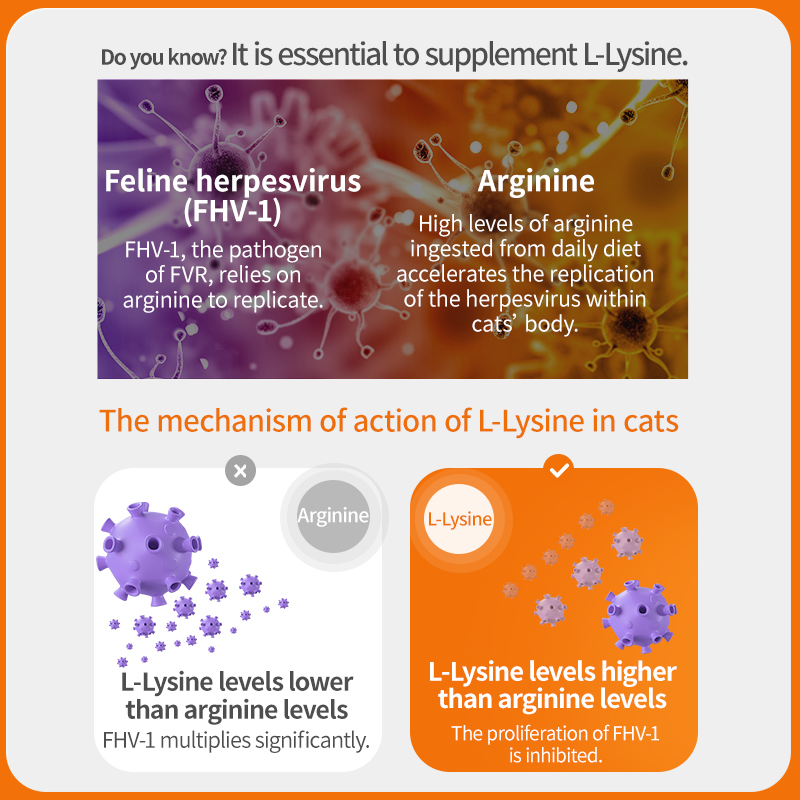 L-Lysine for Cats – Immune Support for Cold, Sneezing, Runny Nose & FVR