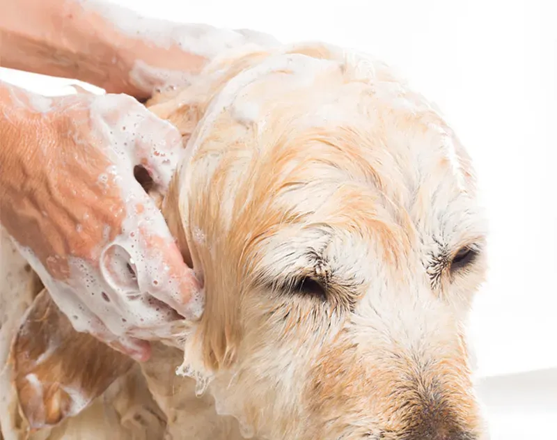 IKEAN PET SHAMPOO-200ml