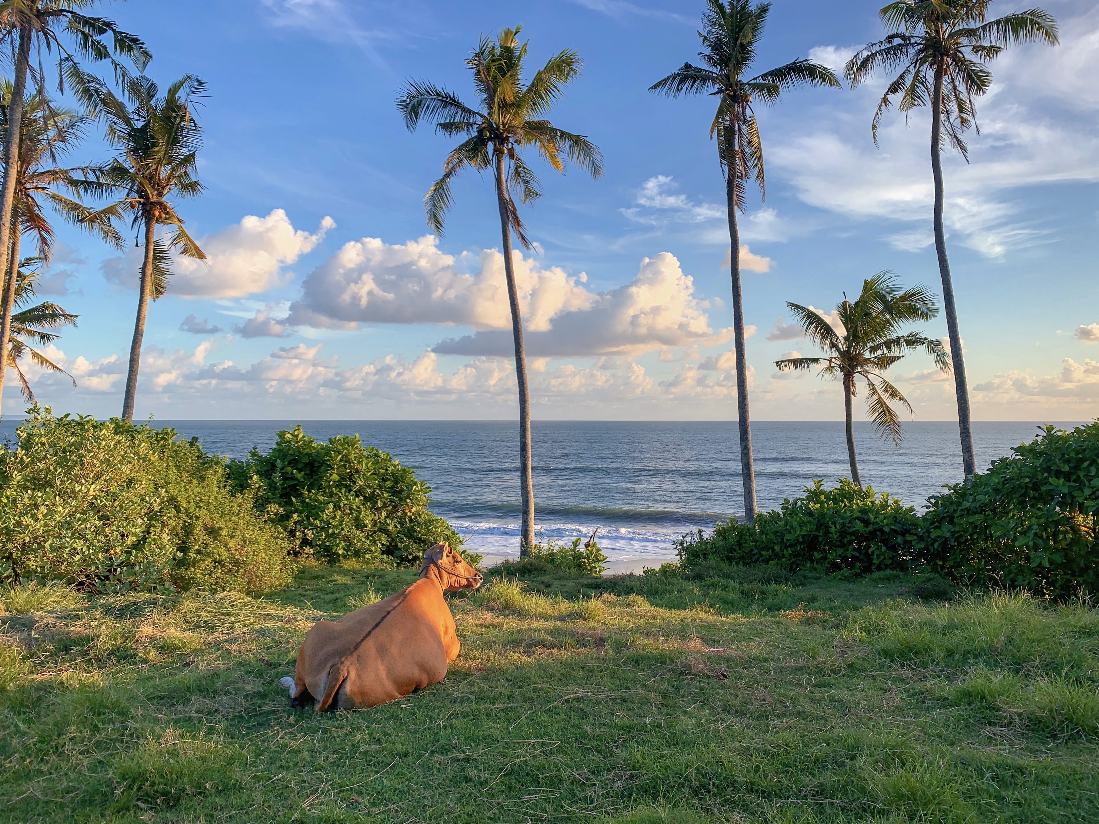 grass-fed, grass-finished beef