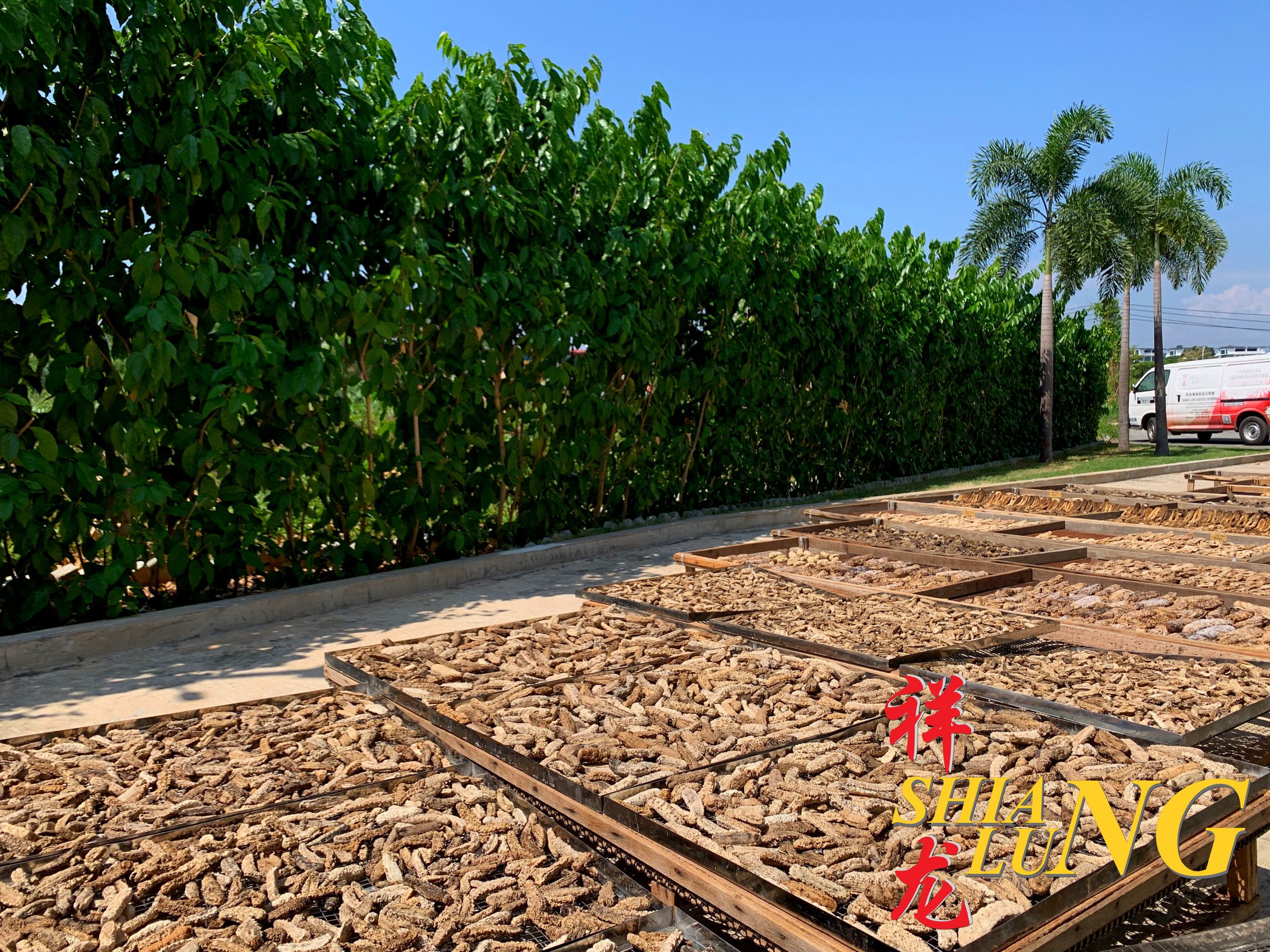 沙巴野生黄肉参