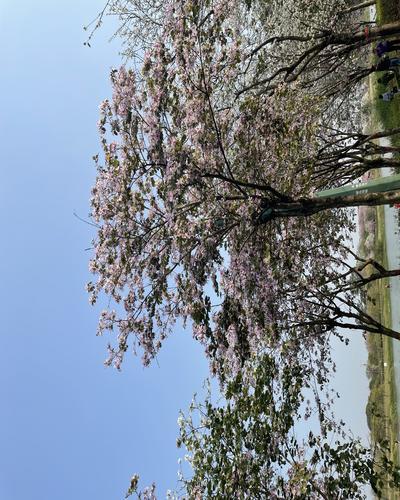 tiktok-附加图（可删除）- update