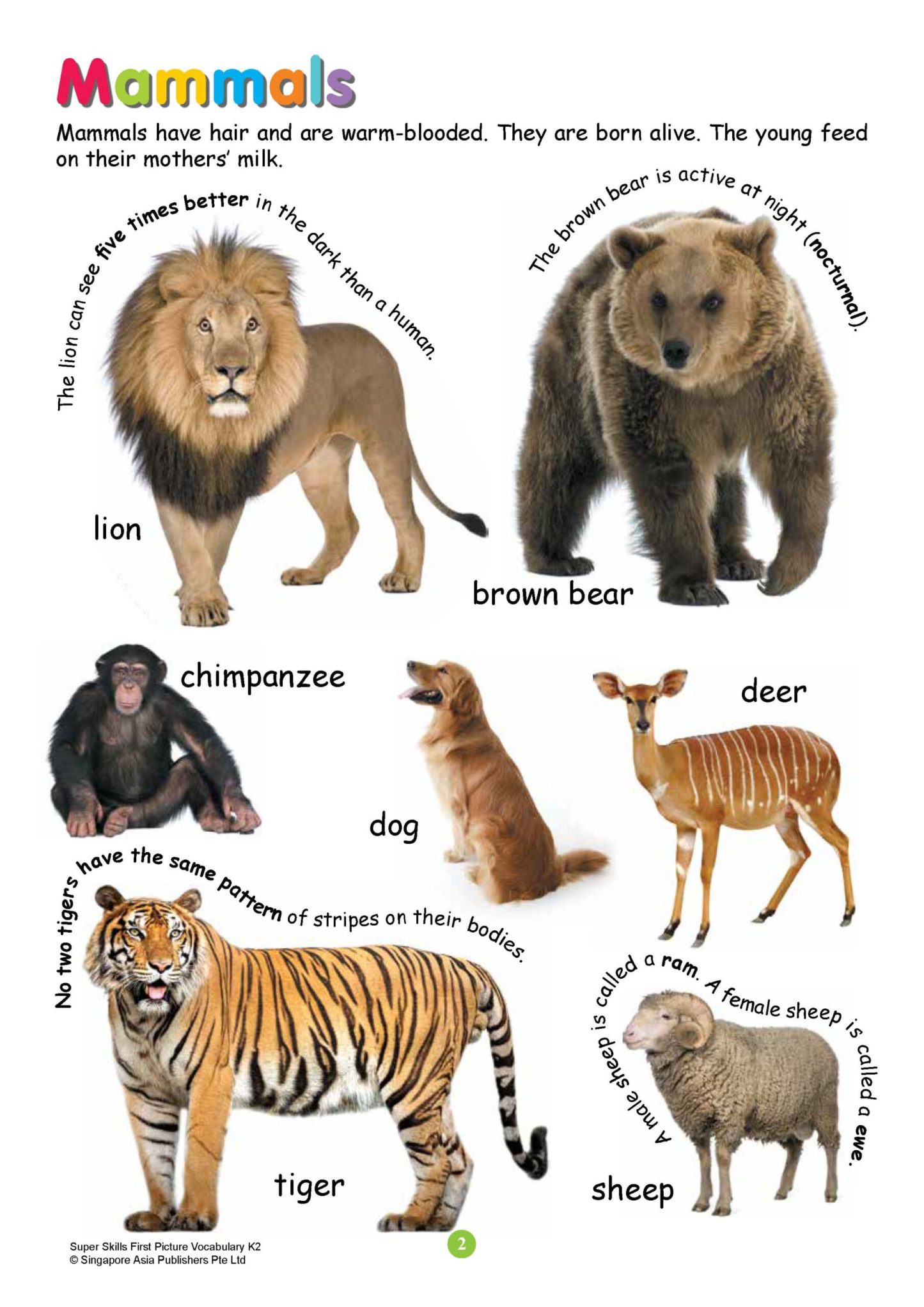 SUPER SKILLS First Picture Vocabulary Kindergarten 2