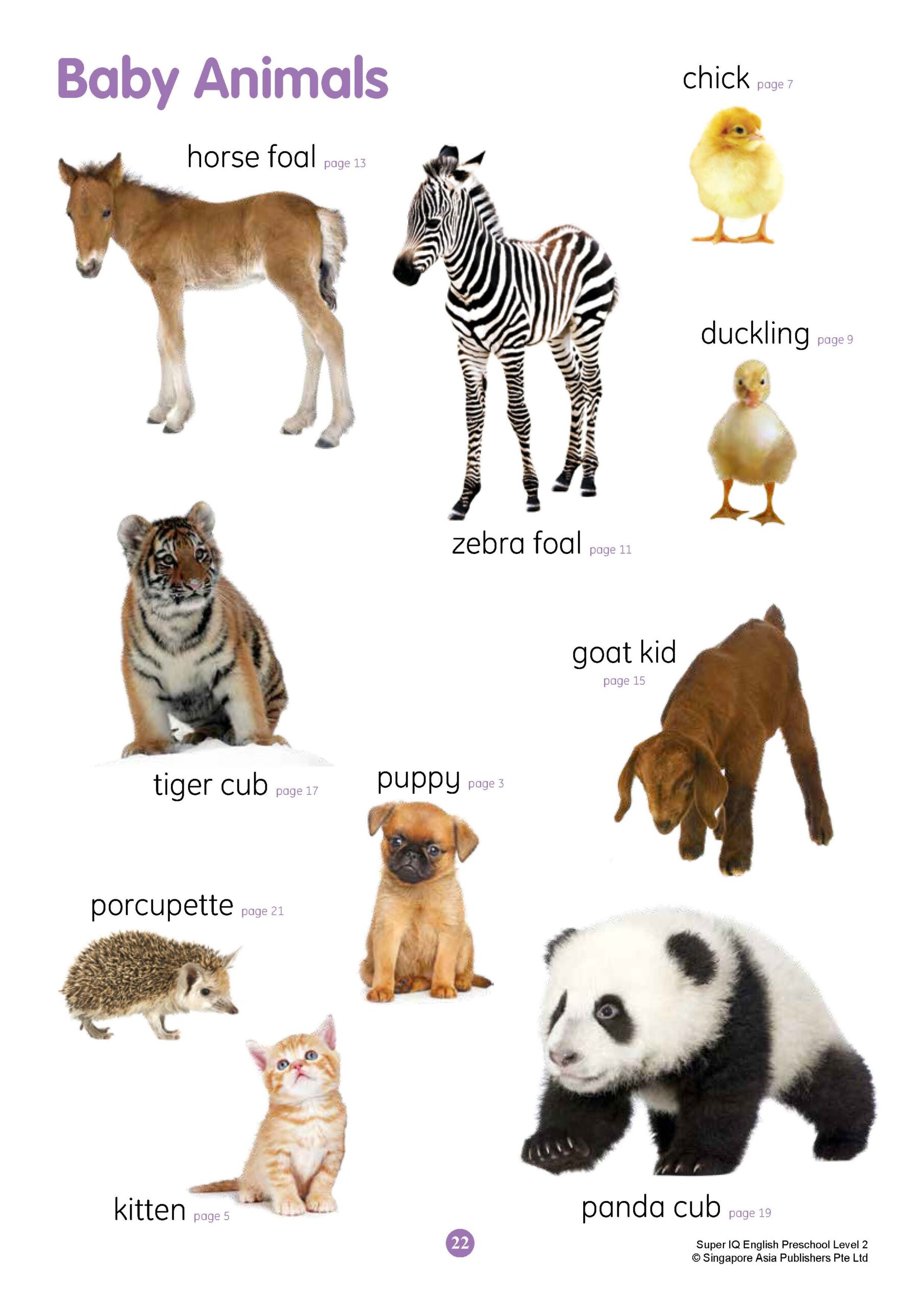 SUPER IQ English Level 2 (5-6 years)