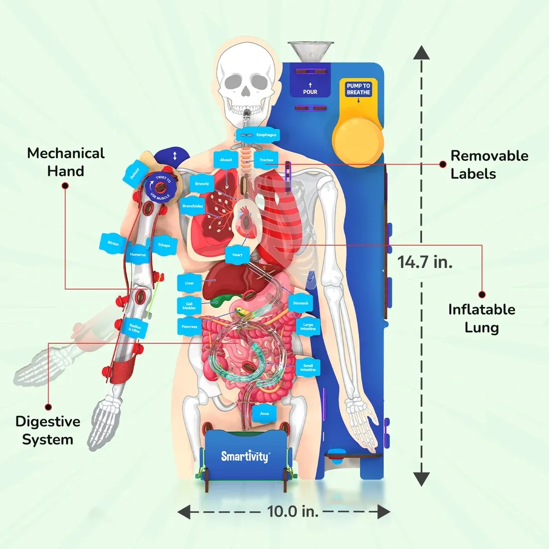 Interactive Human Body | 8 - 14 years | DIY STEM Construction Toy