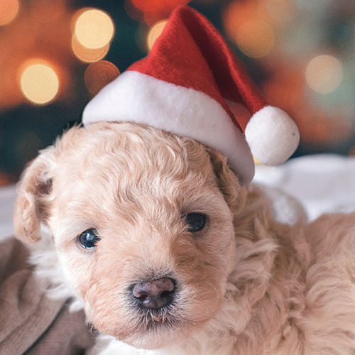 Puppy christmas hat hotsell